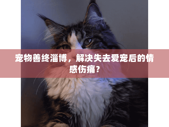 宠物善终淄博，解决失去爱宠后的情感伤痛？