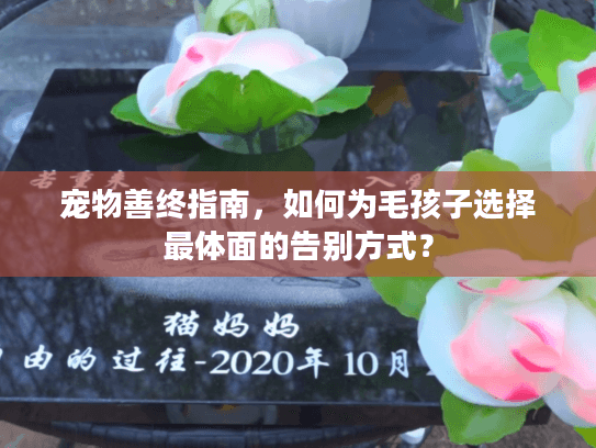 宠物善终指南，如何为毛孩子选择最体面的告别方式？
