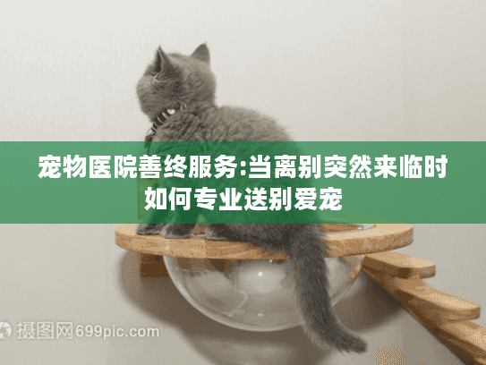 宠物医院善终服务:当离别突然来临时如何专业送别爱宠