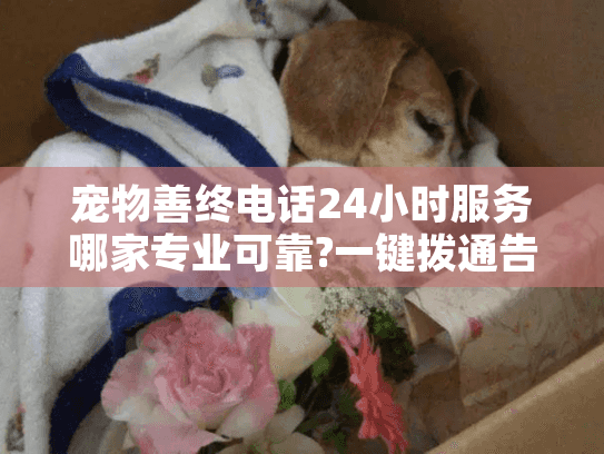 宠物善终电话24小时服务哪家专业可靠?一键拨通告别焦虑