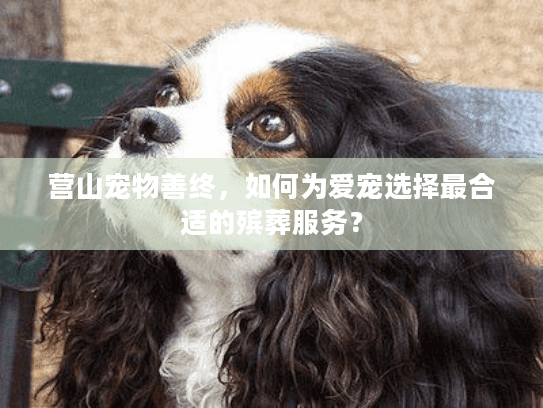 营山宠物善终，如何为爱宠选择最合适的殡葬服务？