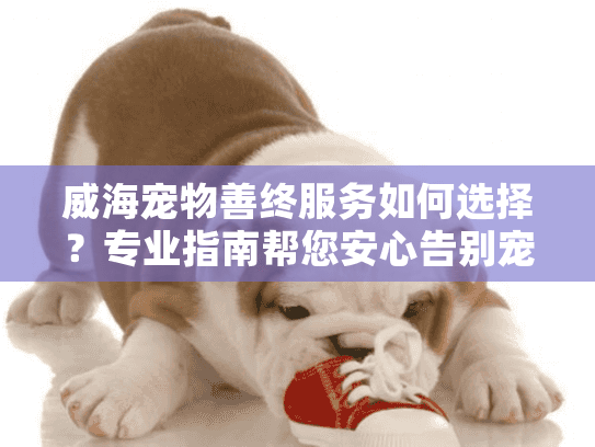 威海宠物善终服务如何选择？专业指南帮您安心告别宠物伙伴