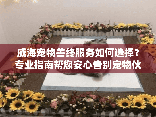 威海宠物善终服务如何选择？专业指南帮您安心告别宠物伙伴