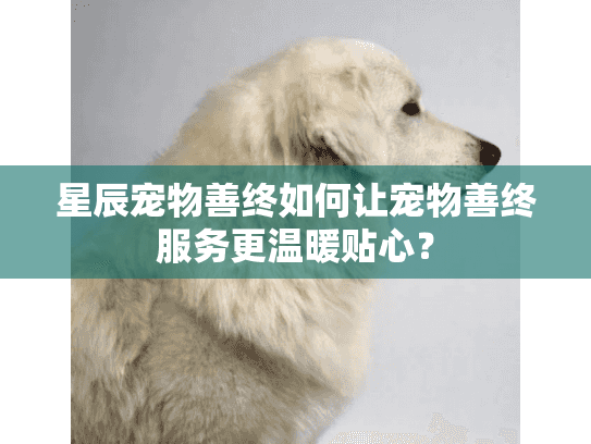 星辰宠物善终如何让宠物善终服务更温暖贴心？