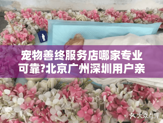 宠物善终服务店哪家专业可靠?北京广州深圳用户亲测推荐