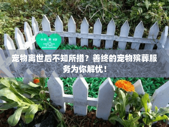 宠物离世后不知所措？善终的宠物殡葬服务为你解忧！
