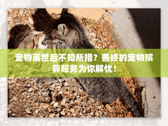 宠物离世后不知所措？善终的宠物殡葬服务为你解忧！