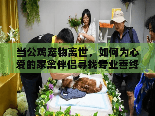 当公鸡宠物离世，如何为心爱的家禽伴侣寻找专业善终服务