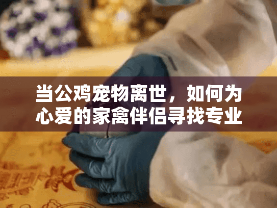 当公鸡宠物离世，如何为心爱的家禽伴侣寻找专业善终服务