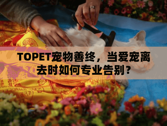 TOPET宠物善终，当爱宠离去时如何专业告别？