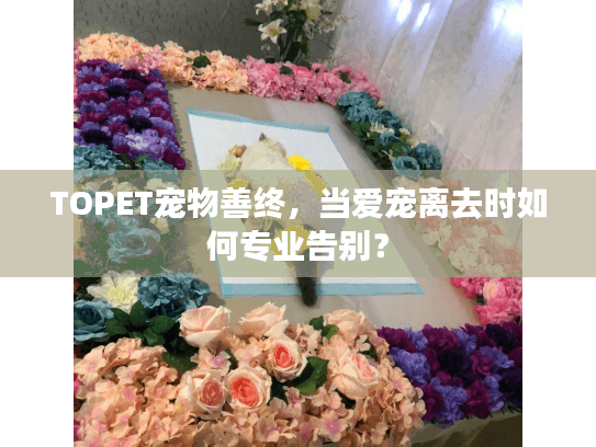 TOPET宠物善终，当爱宠离去时如何专业告别？