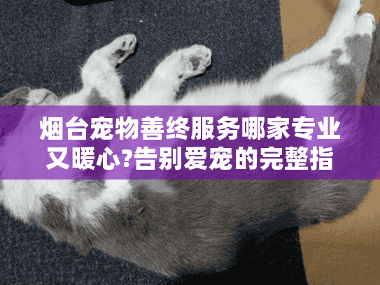 烟台宠物善终服务哪家专业又暖心?告别爱宠的完整指南