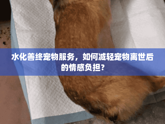 水化善终宠物服务，如何减轻宠物离世后的情感负担？