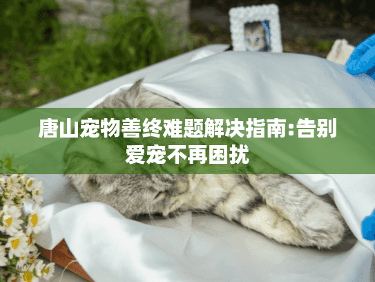 唐山宠物善终难题解决指南:告别爱宠不再困扰