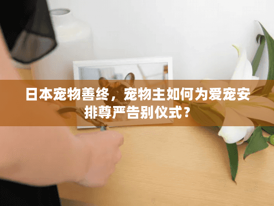 日本宠物善终，宠物主如何为爱宠安排尊严告别仪式？