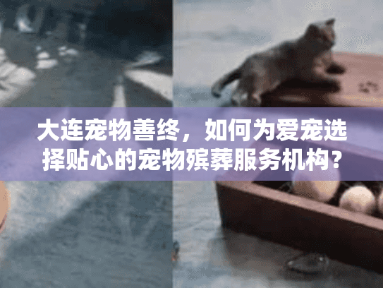 大连宠物善终，如何为爱宠选择贴心的宠物殡葬服务机构？