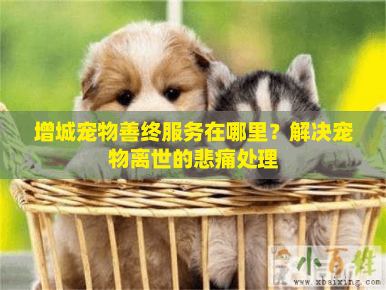 增城宠物善终服务在哪里？解决宠物离世的悲痛处理