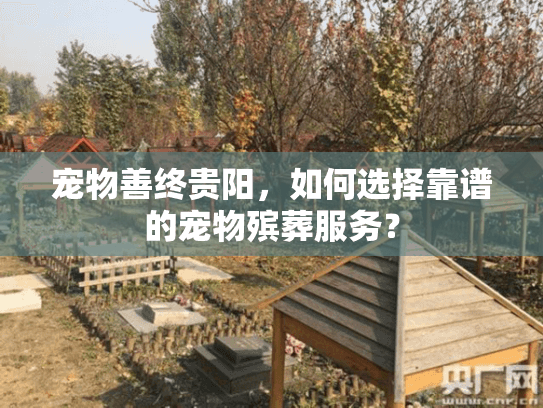宠物善终贵阳，如何选择靠谱的宠物殡葬服务？
