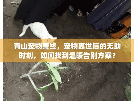 青山宠物善终，宠物离世后的无助时刻，如何找到温暖告别方案？