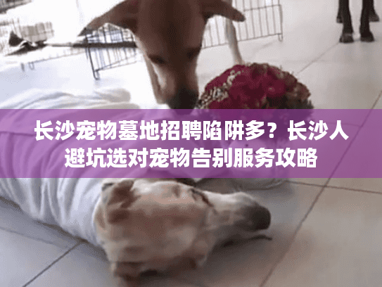 长沙宠物墓地招聘陷阱多？长沙人避坑选对宠物告别服务攻略
