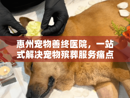 惠州宠物善终医院，一站式解决宠物殡葬服务痛点吗？