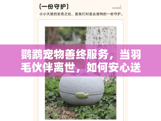 鹦鹉宠物善终服务，当羽毛伙伴离世，如何安心送别？