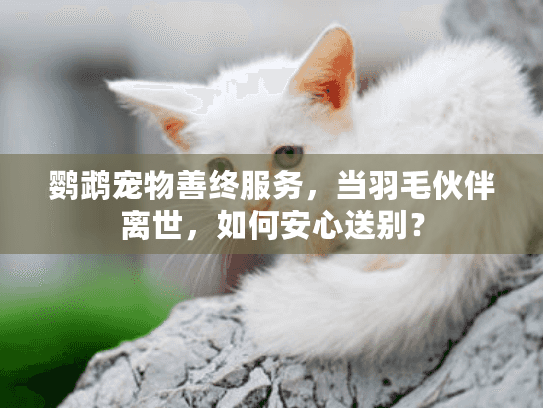 鹦鹉宠物善终服务,当羽毛伙伴离世,如何安心送别?