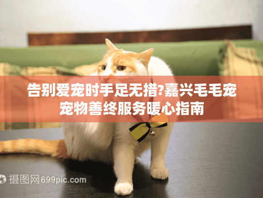 告别爱宠时手足无措?嘉兴毛毛宠宠物善终服务暖心指南