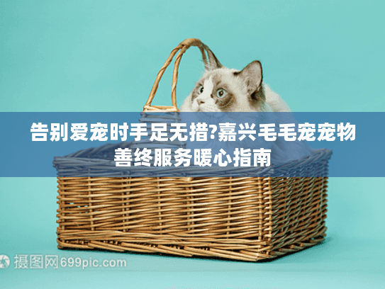 告别爱宠时手足无措?嘉兴毛毛宠宠物善终服务暖心指南