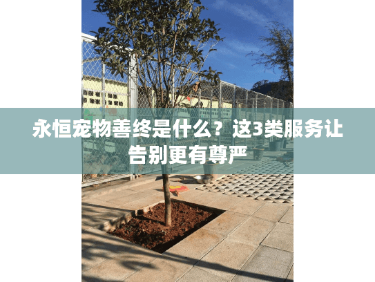 永恒宠物善终是什么？这3类服务让告别更有尊严
