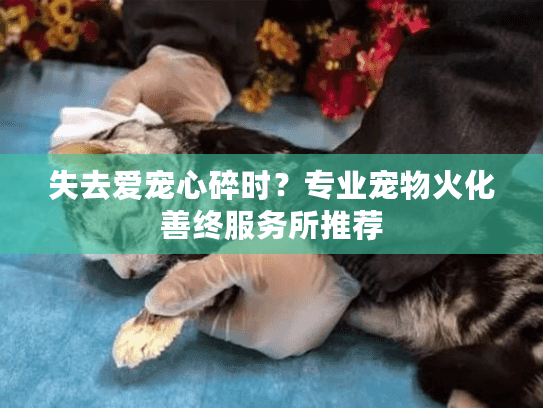 失去爱宠心碎时？专业宠物火化善终服务所推荐