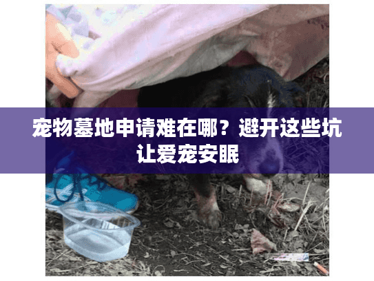 宠物墓地申请难在哪？避开这些坑让爱宠安眠