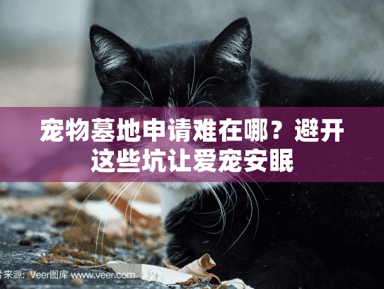 宠物墓地申请难在哪？避开这些坑让爱宠安眠
