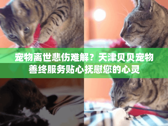 宠物离世悲伤难解？天津贝贝宠物善终服务贴心抚慰您的心灵