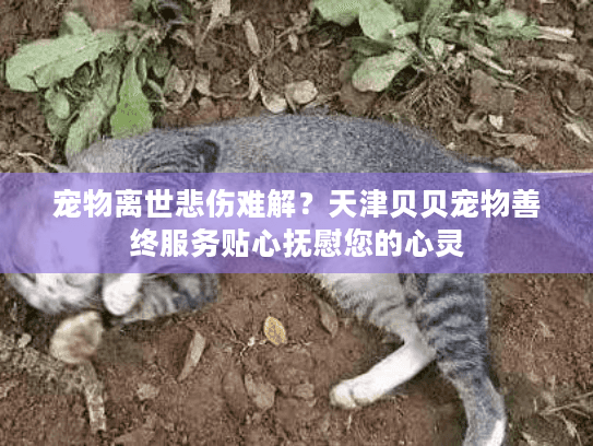 宠物离世悲伤难解？天津贝贝宠物善终服务贴心抚慰您的心灵
