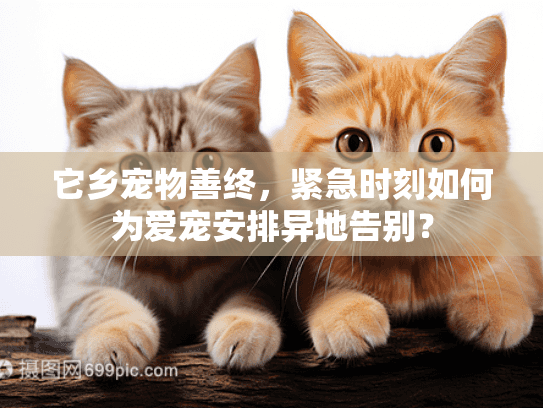 它乡宠物善终，紧急时刻如何为爱宠安排异地告别？