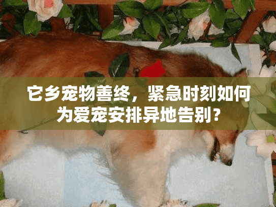 它乡宠物善终，紧急时刻如何为爱宠安排异地告别？