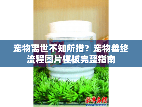 宠物离世不知所措？宠物善终流程图片模板完整指南