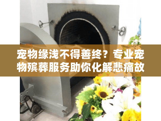 宠物缘浅不得善终？专业宠物殡葬服务助你化解悲痛故事
