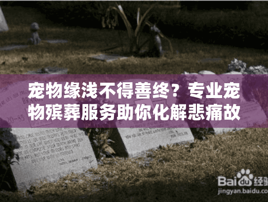 宠物缘浅不得善终？专业宠物殡葬服务助你化解悲痛故事