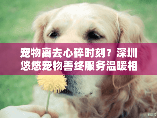 宠物离去心碎时刻？深圳悠悠宠物善终服务温暖相伴