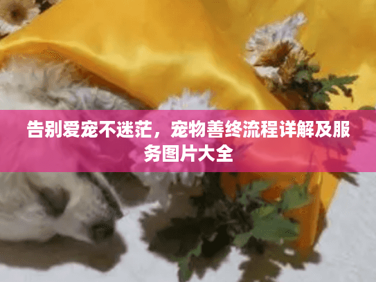 告别爱宠不迷茫，宠物善终流程详解及服务图片大全