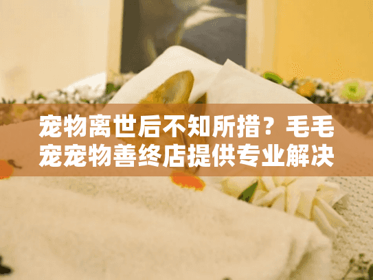 宠物离世后不知所措？毛毛宠宠物善终店提供专业解决方案