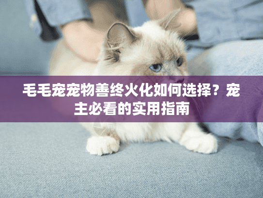 毛毛宠宠物善终火化如何选择？宠主必看的实用指南