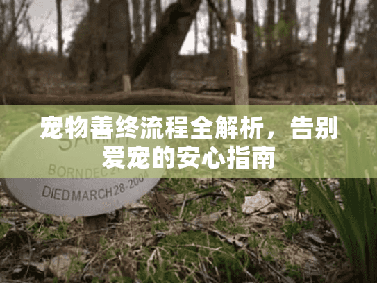 宠物善终流程全解析，告别爱宠的安心指南