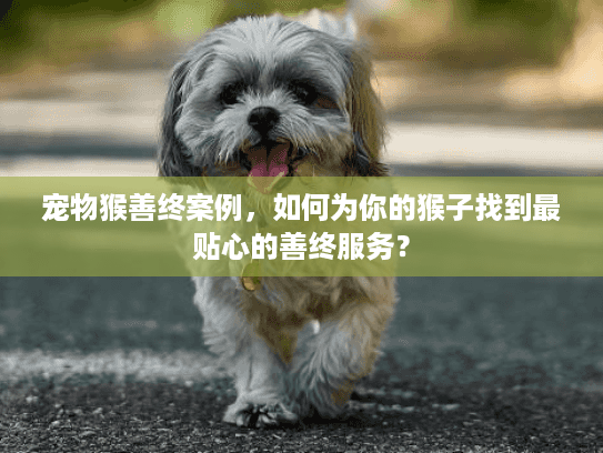 宠物猴善终案例，如何为你的猴子找到最贴心的善终服务？