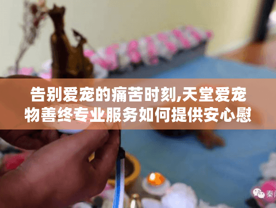 告别爱宠的痛苦时刻,天堂爱宠物善终专业服务如何提供安心慰藉?
