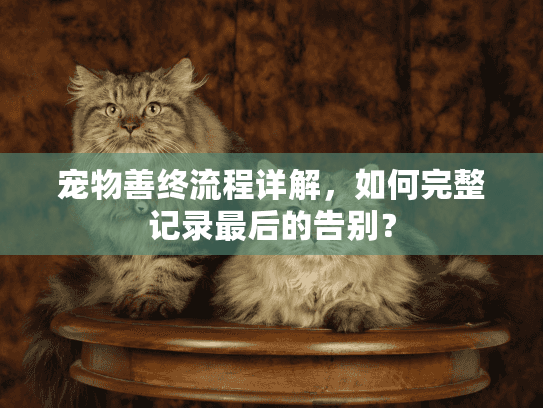 宠物善终流程详解，如何完整记录最后的告别？