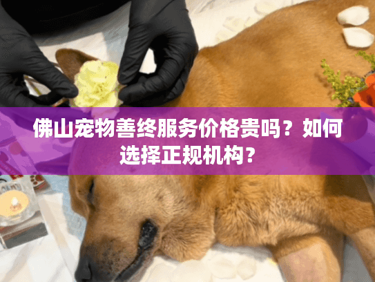 佛山宠物善终服务价格贵吗？如何选择正规机构？