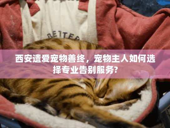 西安遗爱宠物善终，宠物主人如何选择专业告别服务?